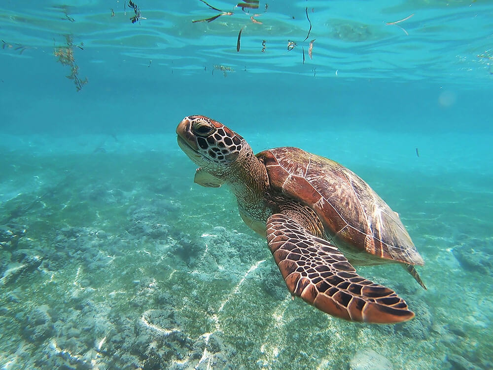 Sea turtle underwater