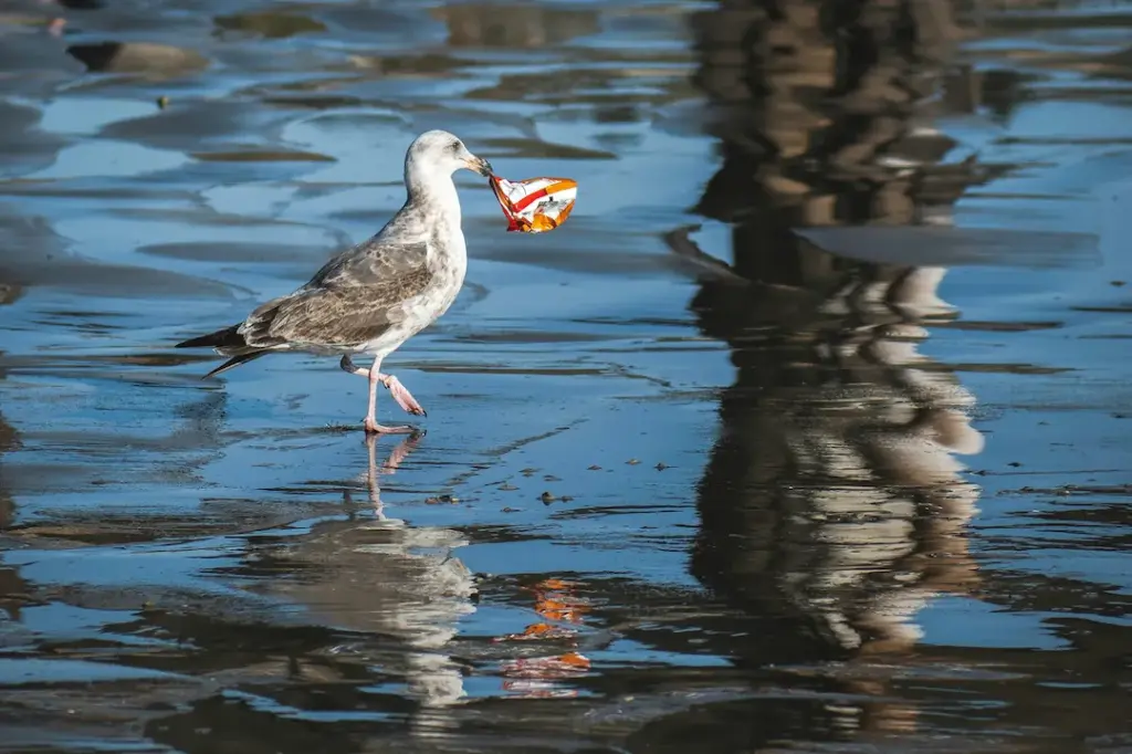 A sea bird with a plastic wrapper in its mouth walking across shallow water