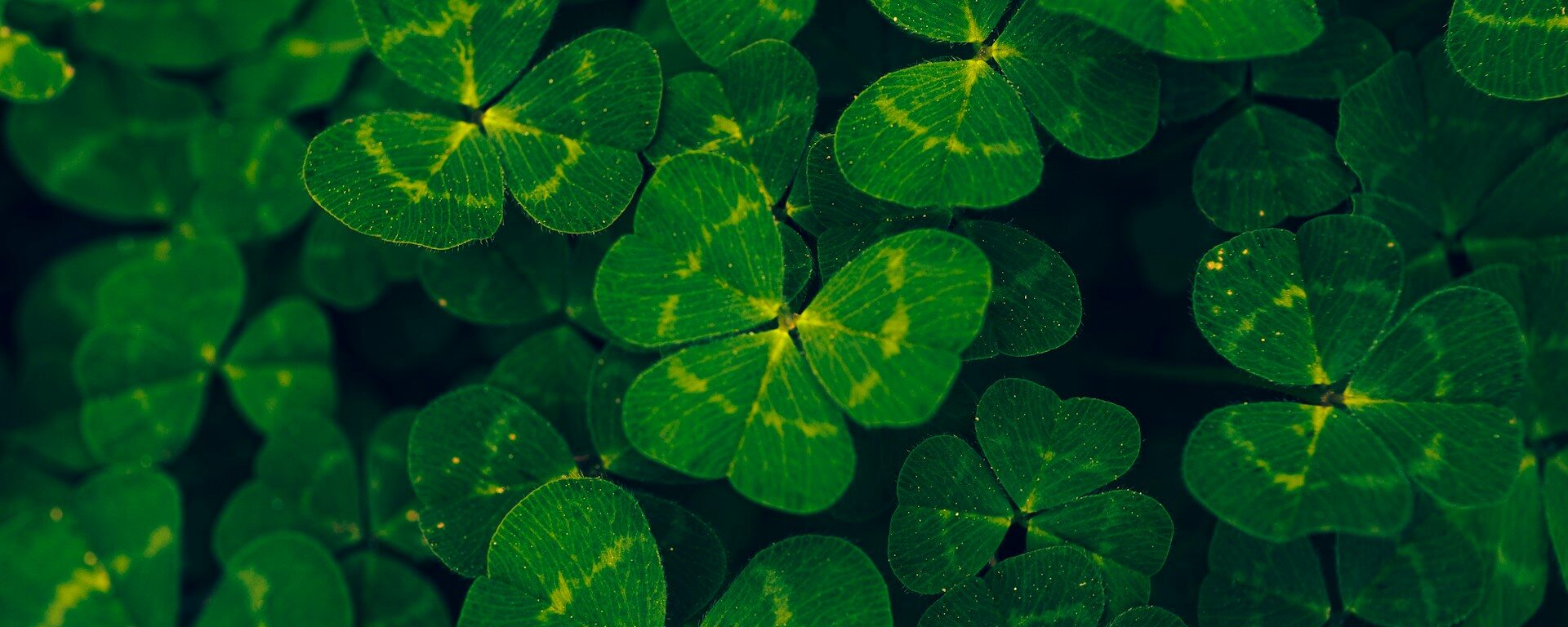 How to Celebrate St. Patrick’s Day Plastic-Free in 2026